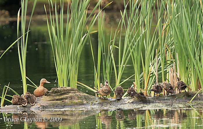 wood duck female. while a female Wood Duck